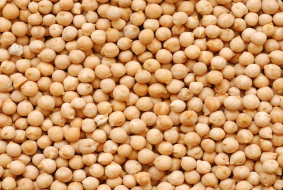 Garbanzo